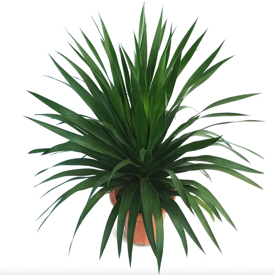 Dracaena Draco, Single Stem Dragon Plant (0.6m)