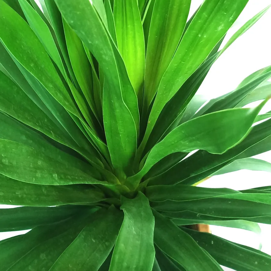 Dracaena Draco, Single Stem Dragon Plant (0.6m)