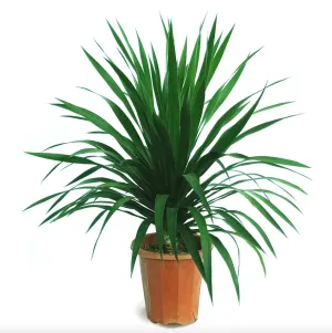 Dracaena Draco, Single Stem Dragon Plant (0.6m)