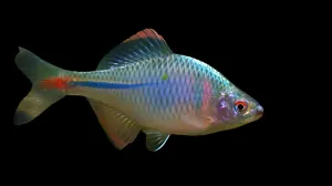 ROSY BITTERLING (Rhodeus ocellatus ocellatus)