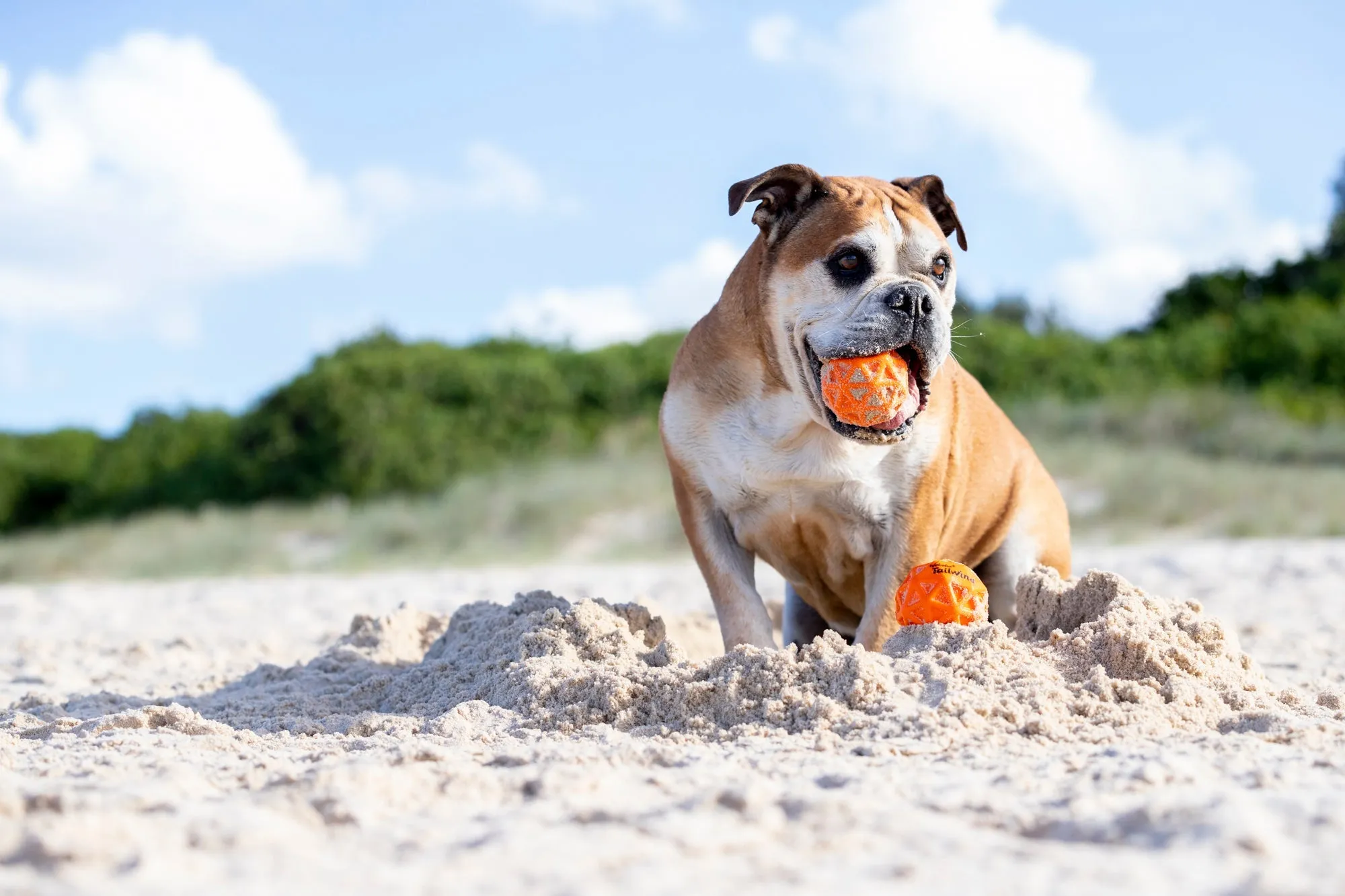 Waboba Woofgames Woofpack
